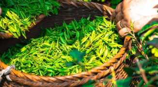 Что мы еще не знали о свойствах экстракта зеленого чая