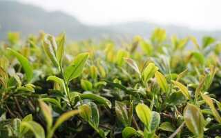 Зеленый чай: полезные свойства, возможные побочные реакции и вред