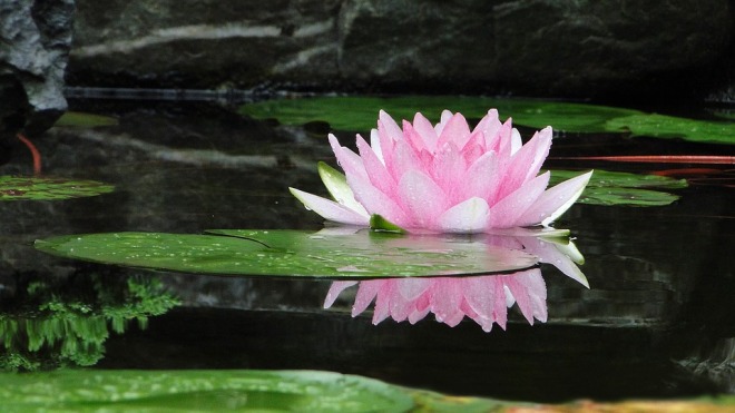 Цветок лотоса на озере