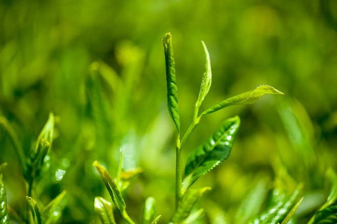Растущий зеленый чай