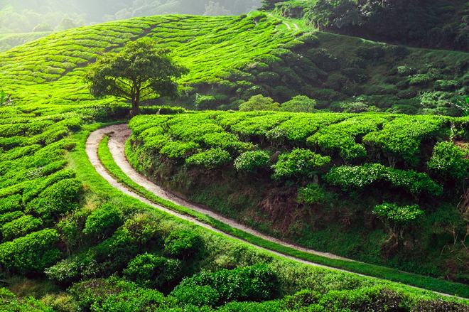 Чайное поле в Китае