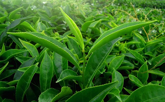 Зелёный чай в листьях